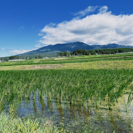 「八ヶ岳福の山」の神秘的な存在感を現地で感じる!