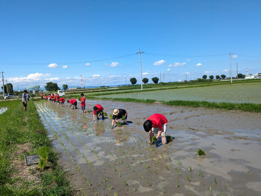 田植え体験に参加。